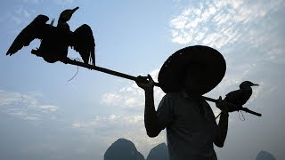 Chinas Cormorant Fishermen [upl. by Ahcropal567]