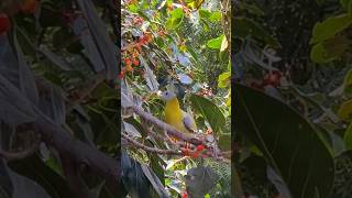 The yellowfooted green pigeon Treron phoenicopterus also known as yellowlegged green pigeon [upl. by Lynde]