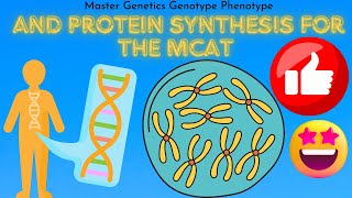 4 MCAT Test Tutor South Shore University Hospital Pre Medical mRNA amp tRNA Genotype vs Phenotype [upl. by Ahgiela]