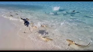 SHARKS ATTACK FEEDING FRENZY IN THE MALDIVES [upl. by Ojaras632]