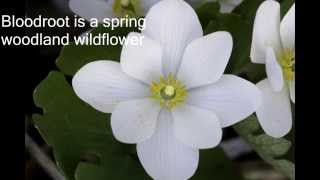 Bloodroot Sanguinaria canadensis Wildflower [upl. by Monie799]