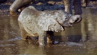 Elephants Empire 🐘 Baby Elephant  Elephant Documentary  Natural History Channel [upl. by Ehcram743]