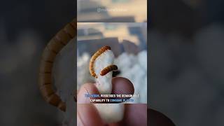 This Worm Can Eat Plastic  Mealworm Natures Recycling Champion [upl. by Hecker]