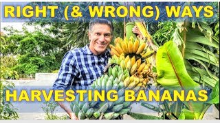 BEST amp WORST Way To Harvest Bananas  FIVE 5 Banana Care Tips [upl. by Namie]