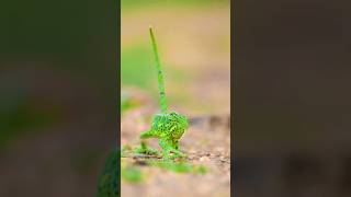 😱😱 Yah hai duniya ki green lizard 🦎🌿 shortsfeed animals snake shorts [upl. by Lorene]