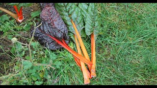 Mangold ernten und einfrieren  Harvesting and freezing Swiss chard [upl. by Sirehc]