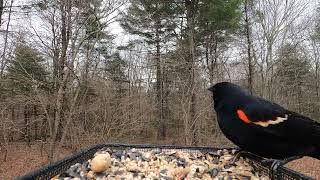 Redwinged Blackbird call [upl. by Seravaj124]