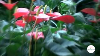 Anthurium Coltivazione e Manutenzione [upl. by Hsreh]