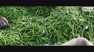 032 – Chili Farmers Success Story in Maharashtra 2019 [upl. by Gardie20]