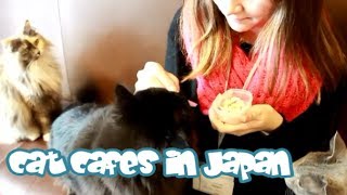 What CAT CAFES in Japan are Like [upl. by Enitsirt]