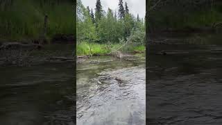 Nothing like summer time in AK with some brown bears alaska brownbears fishing flyfishing [upl. by Eidna]