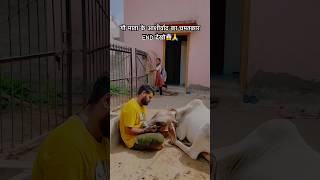 गौ माता के आशीर्वाद का चमतकार END देखो😱🙏cow cows cowvideos youtubeshorts cowstory girl yt [upl. by Haag]