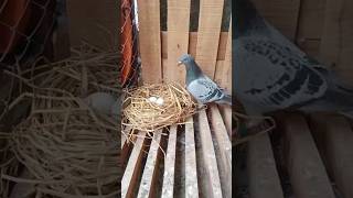 Pigeons lay eggs on the floor for which I made a nest with straw pigeons nest racingpigeons [upl. by Isadora]