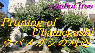 35 ウバメガシのシンボルツリー刈り込み Ubamegashis symbol tree pruning quotQuercus phillyraeoides AGreyquot [upl. by Gaby]