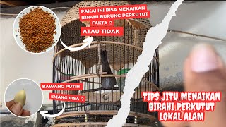 3 METODE MEMUNCULKAN B1R4H1 DI BURUNG PERKUTUT ‼️ LAKUKAN CARA INI KALO MAU CETREKAN ⁉️ [upl. by Danaher]