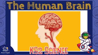 The Brain  KS2 Science  STEM and Beyond [upl. by Aisenat]