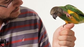 How to Teach Your Parrot to Talk  Parrot Training [upl. by Llerdnam]