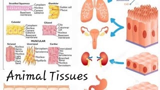 Animal Tissues Epithelial Tissues and Connective Tissues Class 9 Digital Science with Himani [upl. by Jannelle]