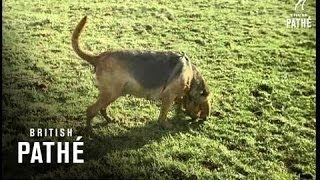 Training Bloodhounds 1961 [upl. by Elihu737]