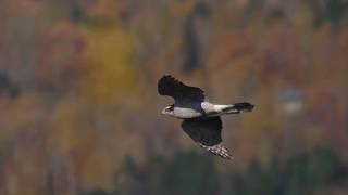 Northern Goshawk slow motion flight Hawk Ridge 2018 [upl. by Infield]