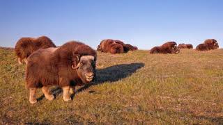 Alaska Musk Oxen in 4k [upl. by Eisso]