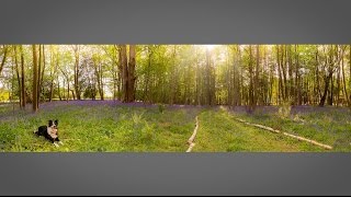 Bluebell Wood Photo Challenge Take and Make Great Photography with Gavin Hoey [upl. by Yak]