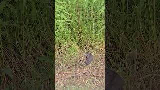 Whitebreasted waterhen Birds 3 [upl. by Friederike]