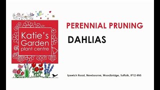 How to look after Dahlias a pruning guide [upl. by Zantos]