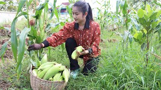 Harvest corn and cooking  Country chefs [upl. by Lanrev]