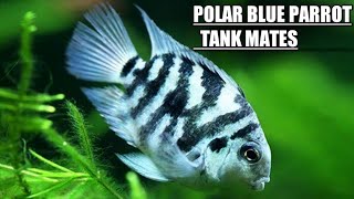 Polar blue parrot Cichlid tank mates  Polar blue parrot fish Tank mates [upl. by Eseeryt99]