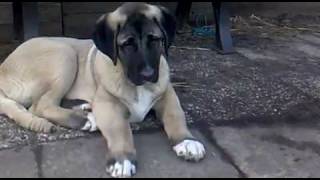 Kurdischer Hirtenhund Kangal [upl. by Orion728]