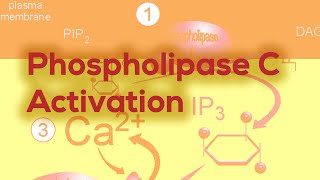 Phospholipase C  IP3 amp DAG [upl. by Aiuqenehs]