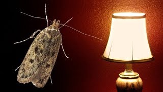 The Moth and the Lamp very sad story [upl. by Dorison507]