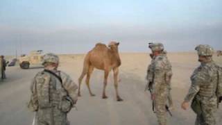 Camel vs Soldiers [upl. by Drandell244]