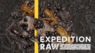 WATCH Billions of Bugs Feast on Flesh and Dung in Borneo  Expedition Raw [upl. by Lateehs]