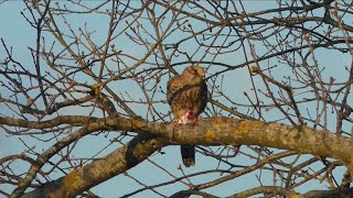 Schwere Zeiten für die Turmfalken 202114  Windsbach Kestrels [upl. by Elocon]