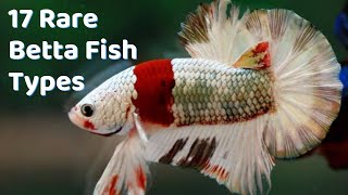 Super Rare Betta Fish Types  17 Betta Breeds to Buy [upl. by Calysta]