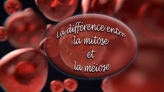 Différence entre Mitose et Méiose [upl. by Knight]