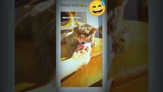 Funny 🤣 Cat 🐈 rap hiphop rapper music funny remotetech viralshorts cat beastthememusic [upl. by Cobb]