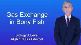 A Level Biology Revision quotGas Exchange in Bony Fishquot [upl. by Jarek25]