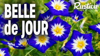 Belle de jour Convolvulus tricolor [upl. by Ellerred]