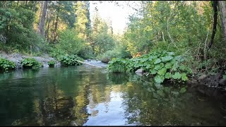 Fly Fishing Little Yellow Stoneflies All Day Long  Directors Cut catchandrelease fishing asmr [upl. by Atinus]