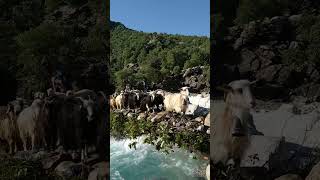 Pass the river with thousands goats iran nomad river [upl. by Thornton]