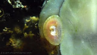 Nerite Snails Eating Algae [upl. by Nylime175]