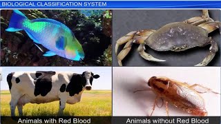 CBSE Class 11 Biology  Biological Classification System  Full Chapter  By Shiksha House [upl. by Carolle]