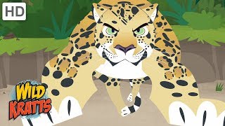 Wild Kratts  Showcasing Beautiful Animals 2  Kids Videos [upl. by Mcleod147]