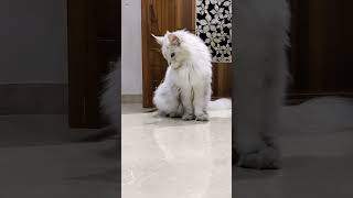 Maine Coon Cat Karnataka India Our solded Girl Richo 919986786998 mrvivo mainecooncats catlover [upl. by Oirretna]