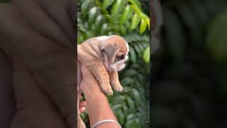 British bulldog puppy music hiphop familydog dog [upl. by Dympha296]