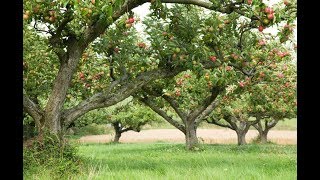 TOUT POUR BIEN COMPRENDRE LA TAILLE DE FORMATION DE POMMIER [upl. by Yhtak]