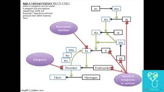 Intracerebral Hemorrhage Part 4  Health4TheWorld Academy [upl. by Nnyla]